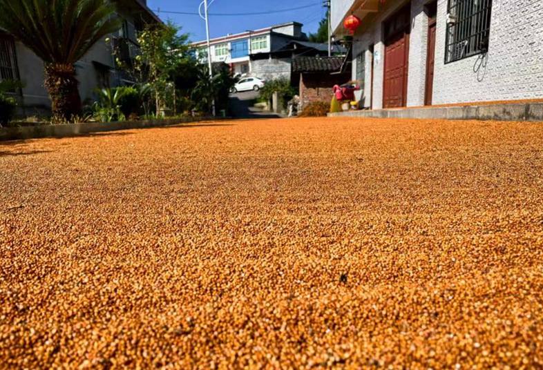 习酒镇石林村晒坝上，红粱色泽红润待售。