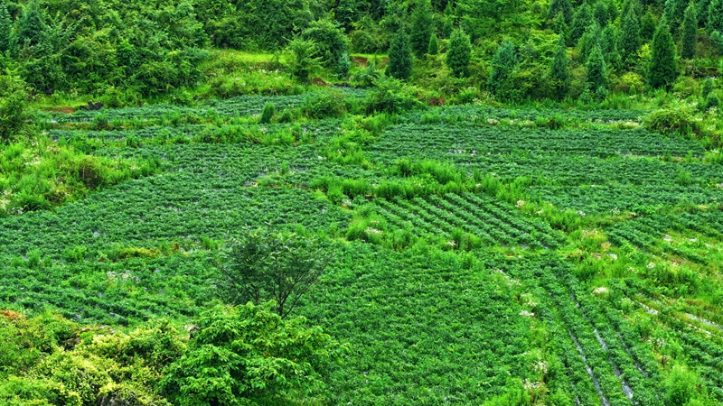 白云山镇思京村辣椒种植基地。