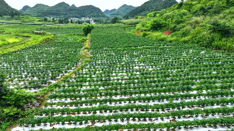 白云山镇思京村辣椒种植基地。