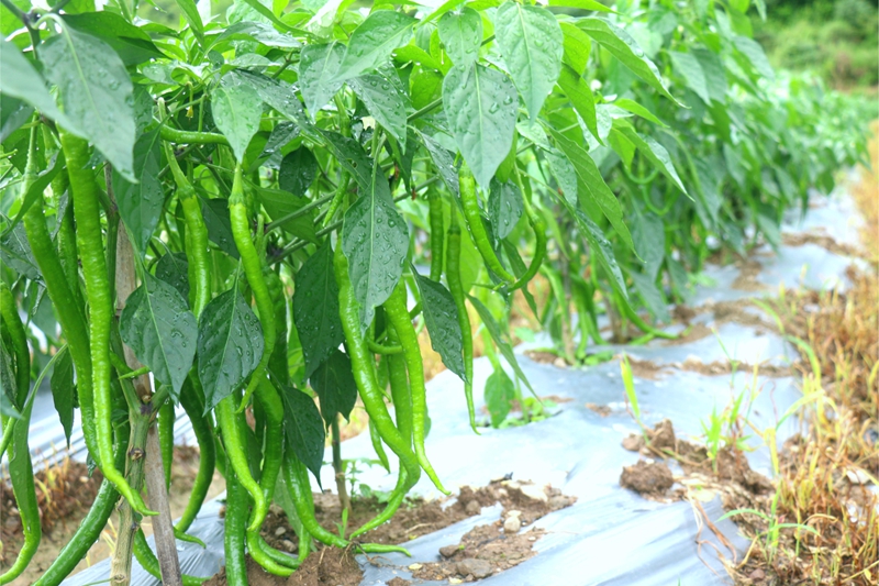 晨露挂在辣椒上。