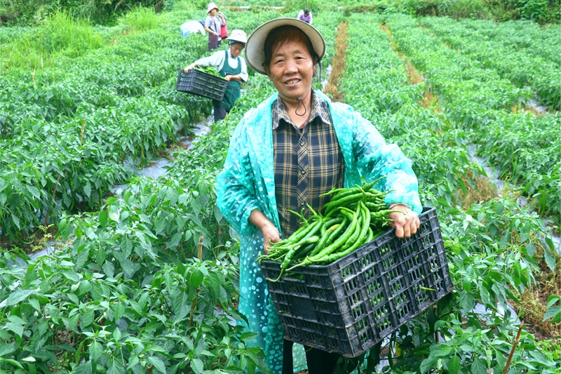 龚云秀采摘辣椒。