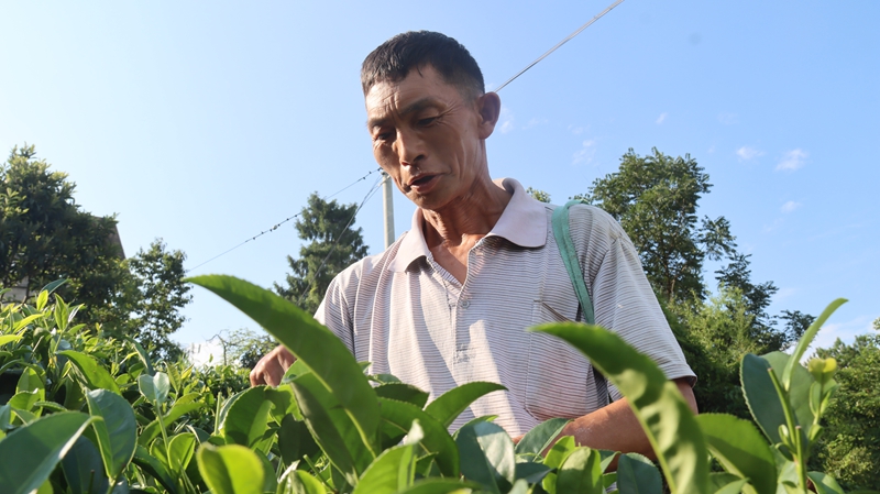 群眾採茶忙.JPG