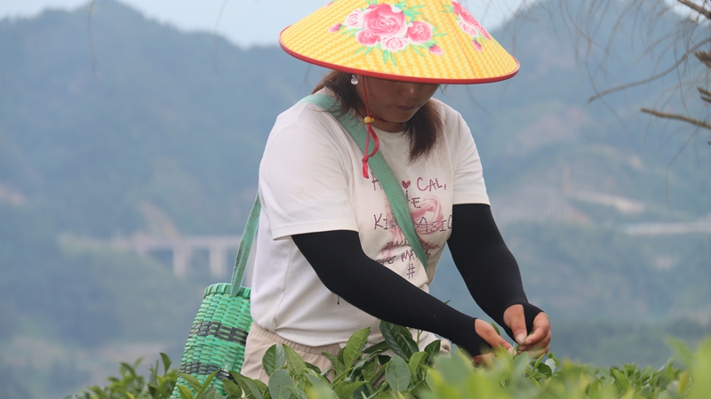 群眾採茶忙 (2).JPG