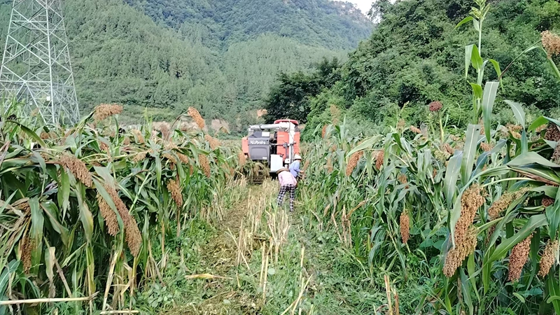 习酒镇农户借助农机，高效收割高粱。习水县融媒体中心供图