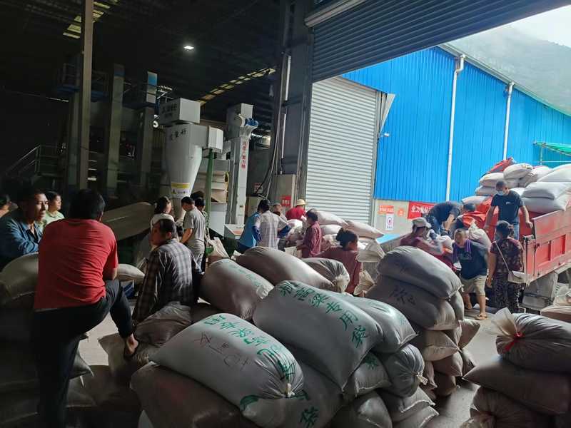 习酒镇高粱收购点，农户们忙碌交售高粱。习水县融媒体中心供图