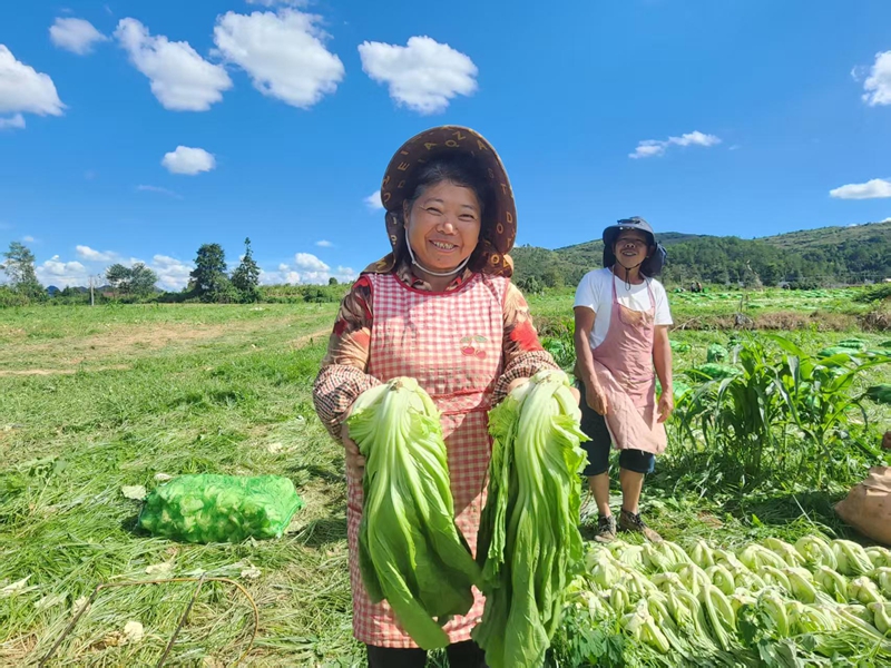 独山县高坪村千亩芥菜喜迎丰收。