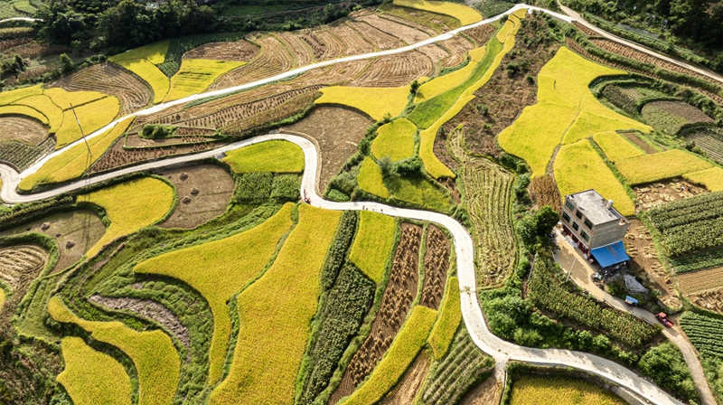 2025年9月18日，在贵州省黔南布依族苗族自治州罗甸县边阳镇兴隆村，产业路与稻田、民居构成了一幅路畅景美的乡村画卷。