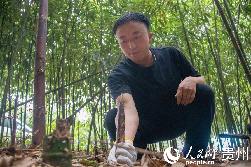 游客采摘方竹笋。人民网 黄小桃摄