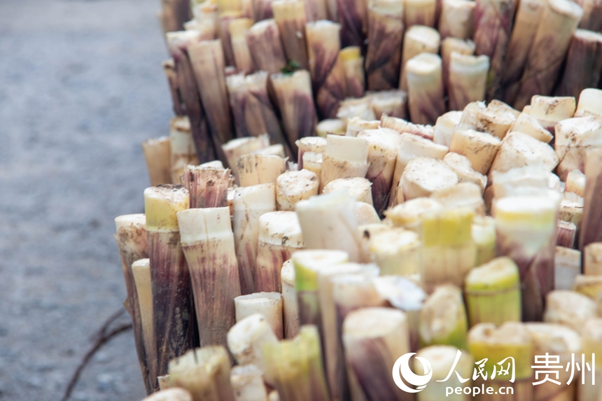 桐梓方竹笋。人民网 黄小桃摄