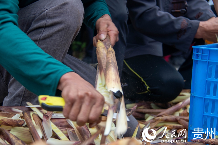 农户正在剥方竹笋。人民网 黄小桃摄