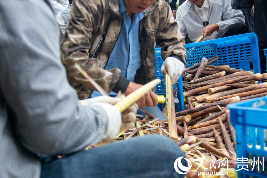 农户正在剥方竹笋。人民网 黄小桃摄