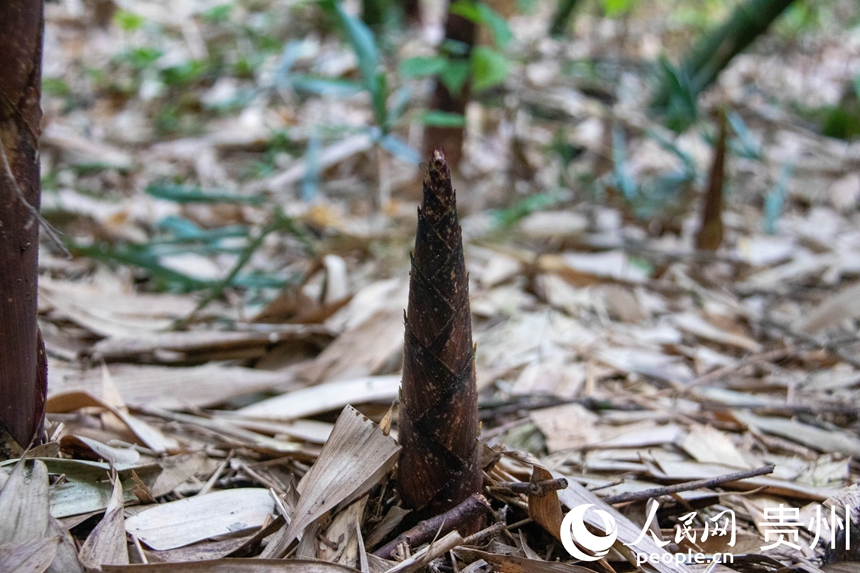 桐梓方竹笋。人民网 黄小桃摄