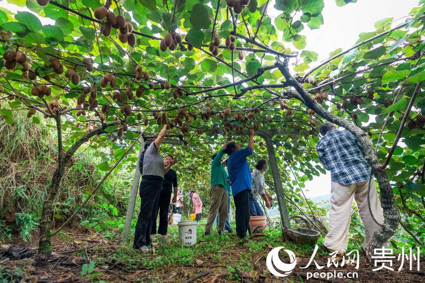 村民在獼猴桃園內採摘達到採摘標准的獼猴桃。人民網記者 涂敏攝