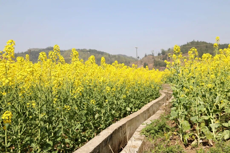 3 图为稻田灌溉渠滋润油菜生长.jpg