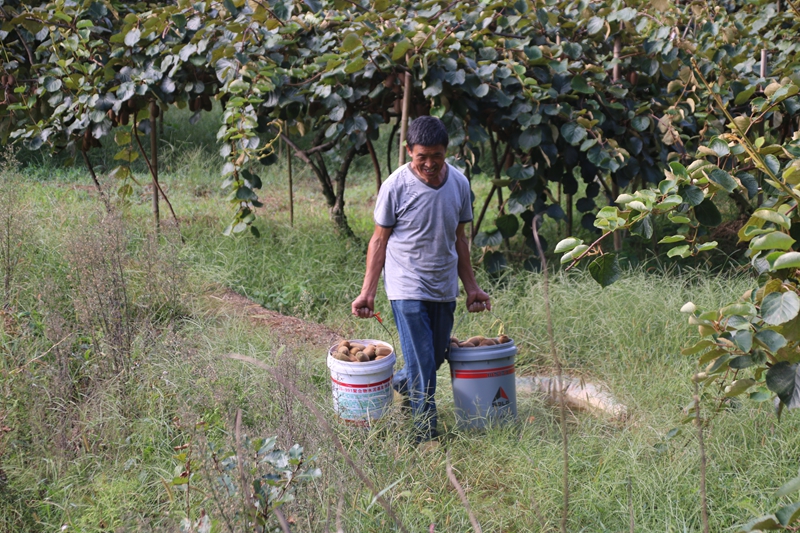圖為：農戶正在轉運採摘好的獼猴桃