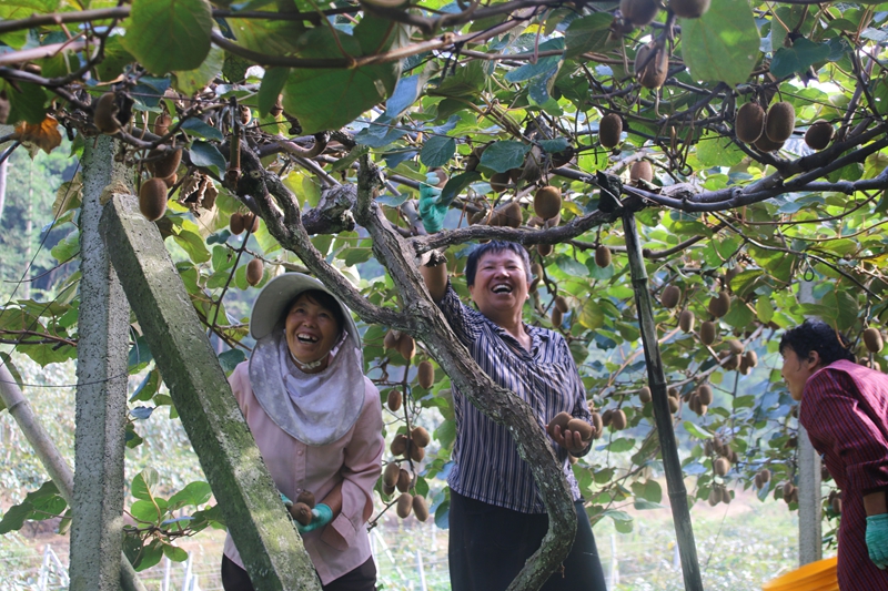 圖為：農戶的臉上挂滿了豐收的喜悅