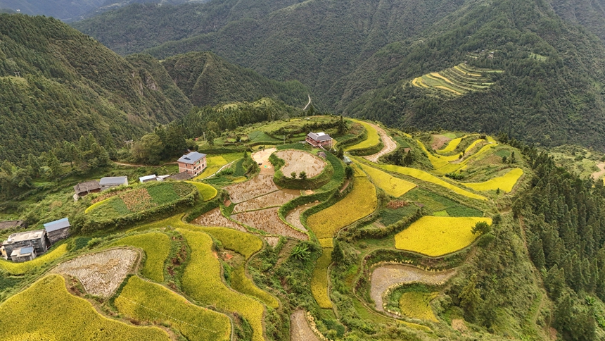 敏洞乡平鸟爱心梯田。