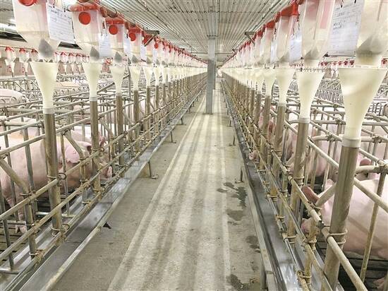 松桃德康公司生猪养殖基地。受访者供图