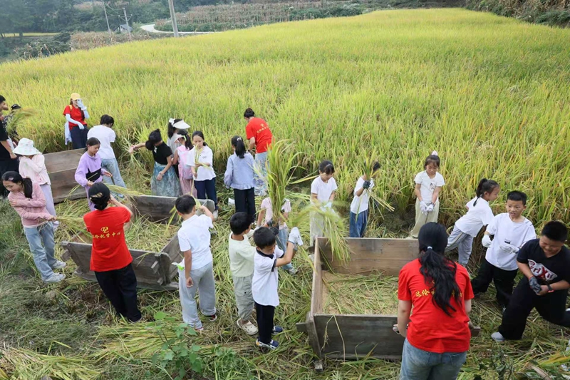 图为：体验割稻谷