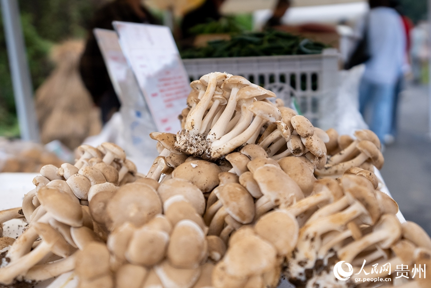 当地村民种植的食用菌在活动现场展出。人民网记者 涂敏摄