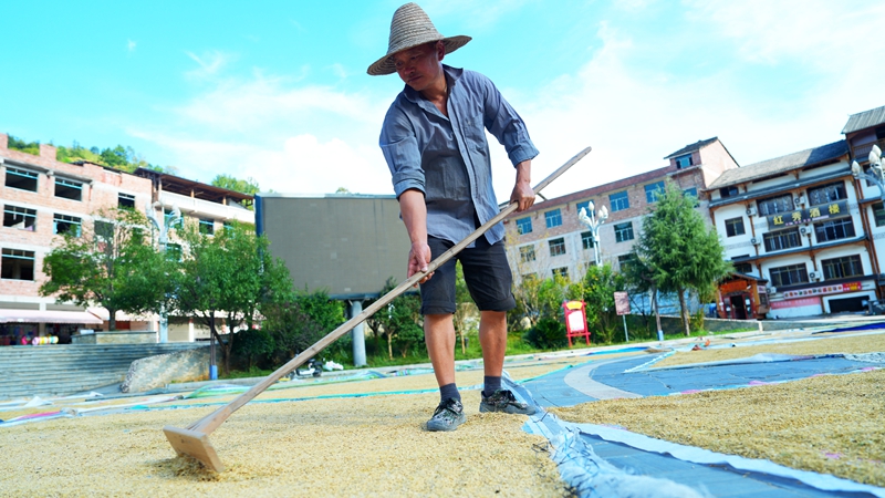村民正在翻晒稻谷。罗峥铭摄 (2)