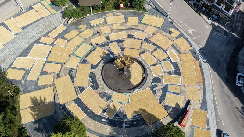 温泉村枫香广场稻谷晾晒场景。罗峥铭摄