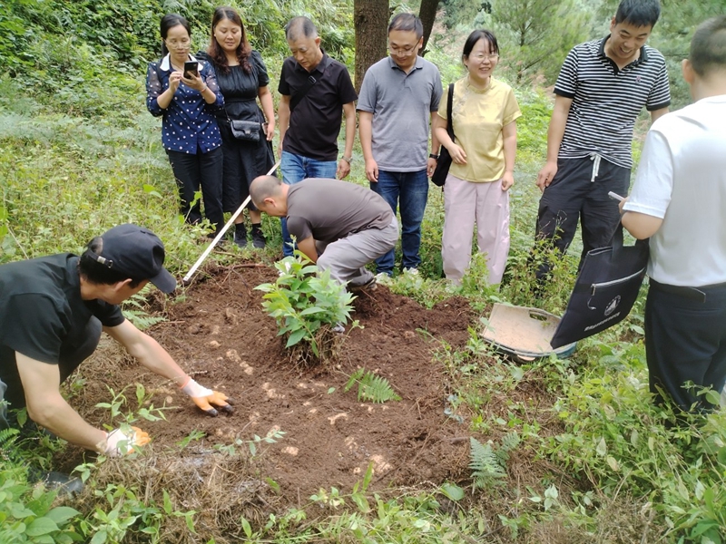 林下仿野生天麻测产现场。