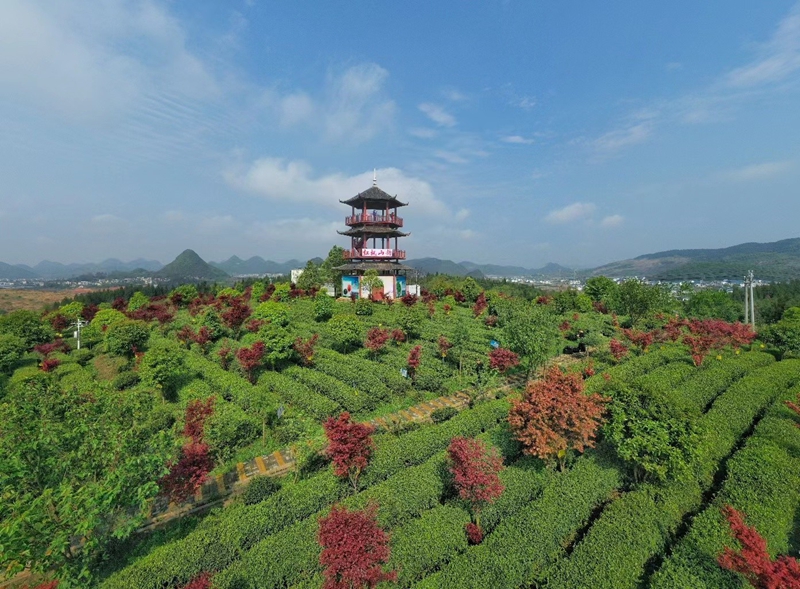 清镇市红枫山韵茶场。