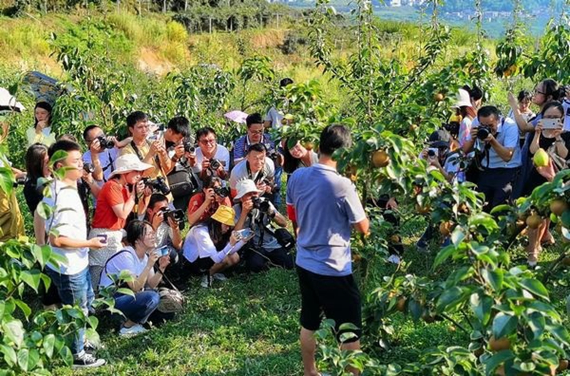 楠木村的果园受到外界关注。张元兴摄