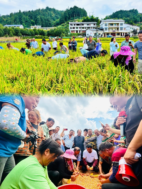 金秋九月，九龙街道白坭村的稻田里一片欢腾。每年一次的丰收节活动正在开展。王烨  摄.jpg