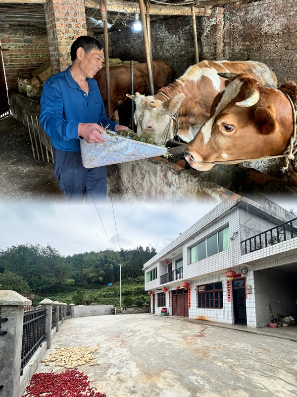 肉牛养殖大户雷光武的牛棚里，14头肉牛膘肥体壮。翻新的房子、新打的院坝干净整洁。王烨  摄.jpg