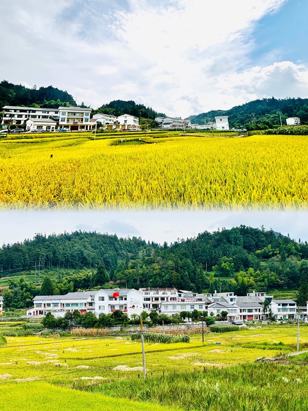 掩映在金色稻田中的白坭村。王烨  摄.jpg