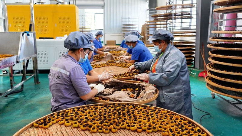 图为工人们将发酵的红茶填入挖空的刺梨果中。瓮安县融媒体中心供图