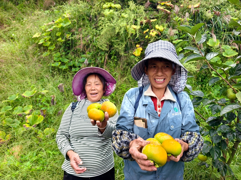 果农捧着收获的柿子,脸上洋溢笑容,尽显农忙时节的活力与劳作的幸福。李富美 摄.jpg
