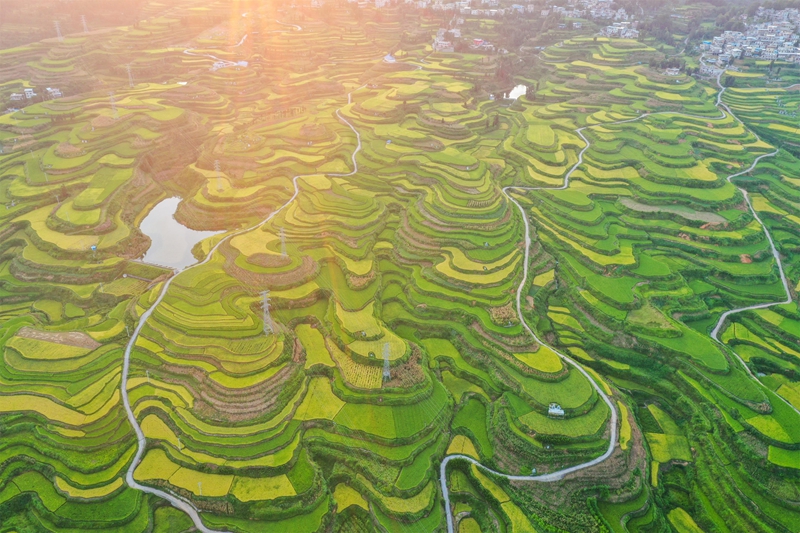 贵州省黔南布依族苗族自治州罗甸县沫阳镇羊场梯田水稻丰收一景。