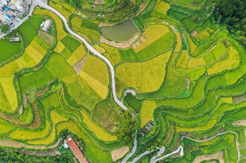 贵州省黔南布依族苗族自治州罗甸县沫阳镇羊场梯田水稻丰收一景。