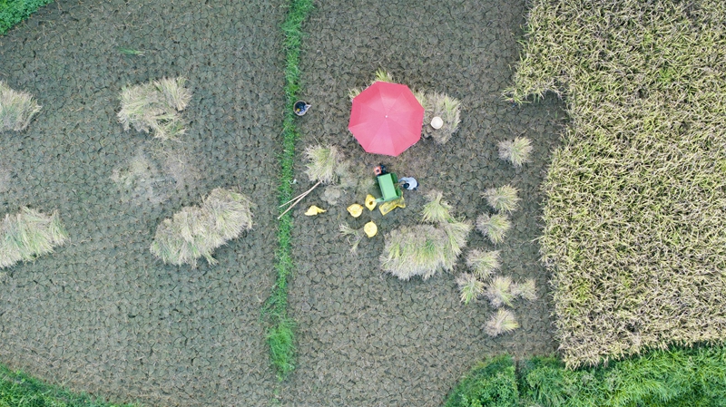 贵州省黔南布依族苗族自治州罗甸县沫阳镇羊场梯田水稻丰收一景。