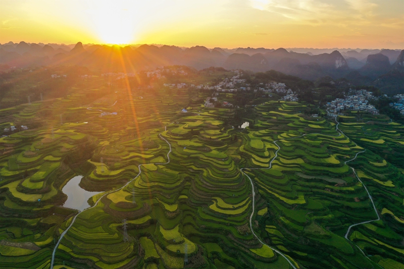 贵州省黔南布依族苗族自治州罗甸县沫阳镇羊场梯田水稻丰收一景。