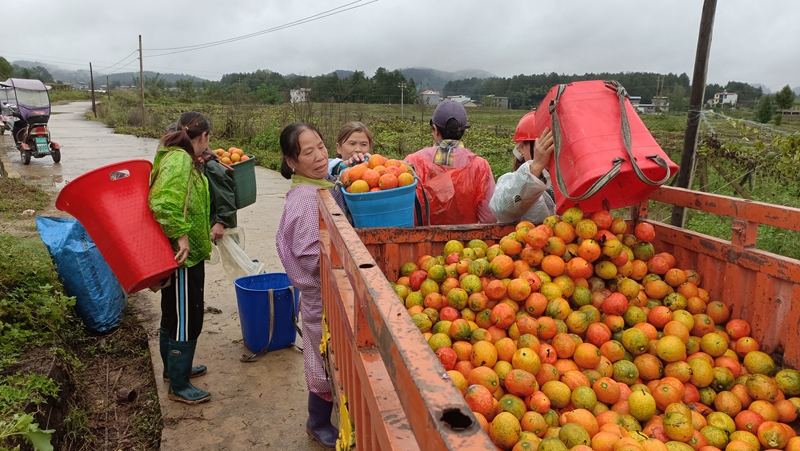 瓜農們忙於將採摘的吊瓜裝車。