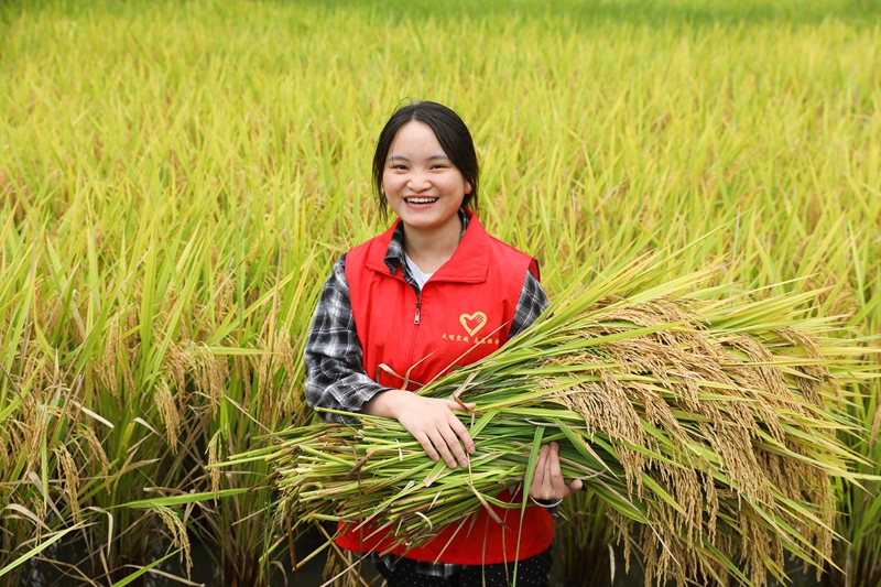 青年志愿者抱着刚收割的稻谷。刘梦 摄