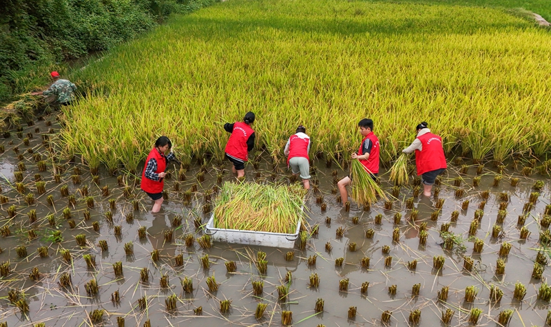 青年志愿者正在田间抢收成熟的稻谷。罗峥铭 摄 (1)