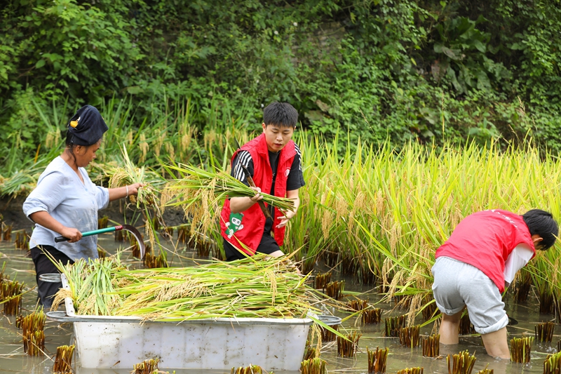 青年志愿者正在田间抢收稻谷。刘梦 摄 (1)