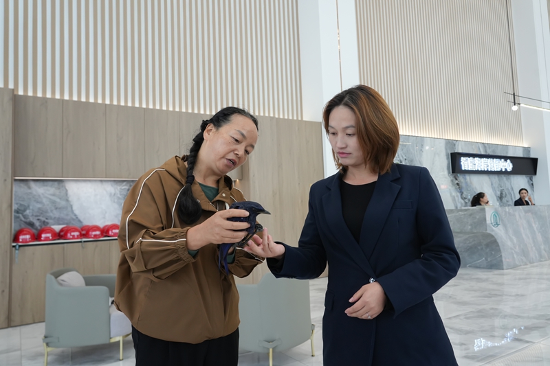 2025年9月25日，贵州省毕节市纳雍县新城区香蜜湖岸销售中心，救助人员在检查紫啸鸫是否受伤。 杨 英 摄.JPG