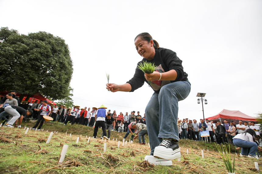 参赛人员进行农耕四项赛春种（巧手插秧）项目。石银超摄