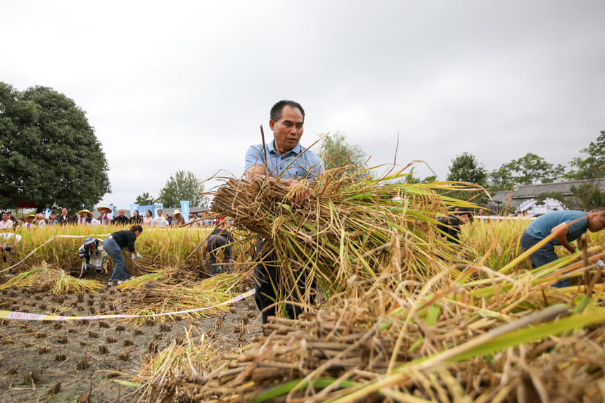 参赛人员进行农耕四项赛秋收（赛场收谷）项目。石银超摄