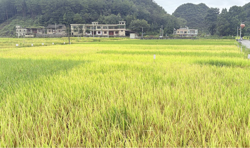 黔中大地，稻浪翻金。