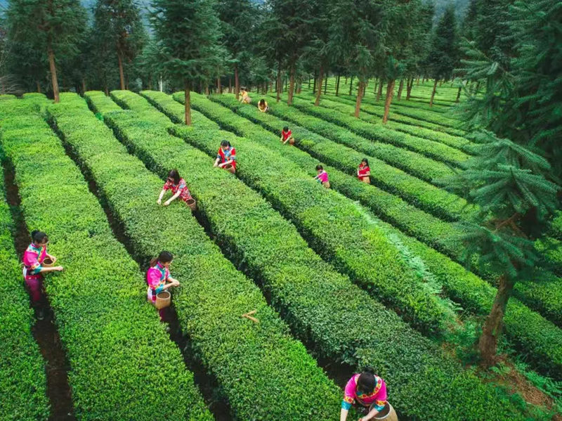 梵山净水育新机 抹茶飘香兴乡村。