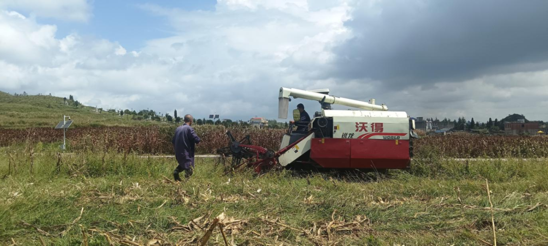 农业产业与科技赋能助力丰收季。