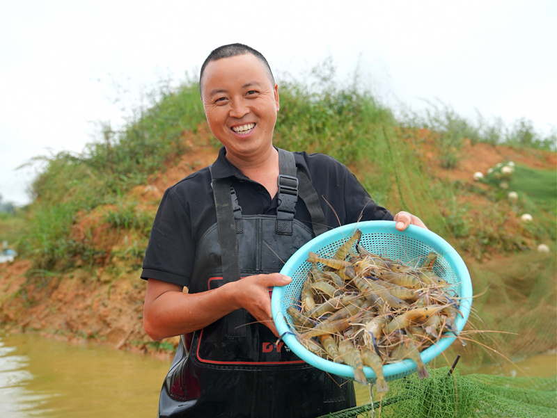 贵州平坝罗氏虾丰收上市。