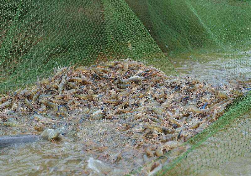 贵州平坝罗氏虾丰收上市。